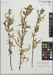 Foto von Salix fragilis L. x Salix triandra L.